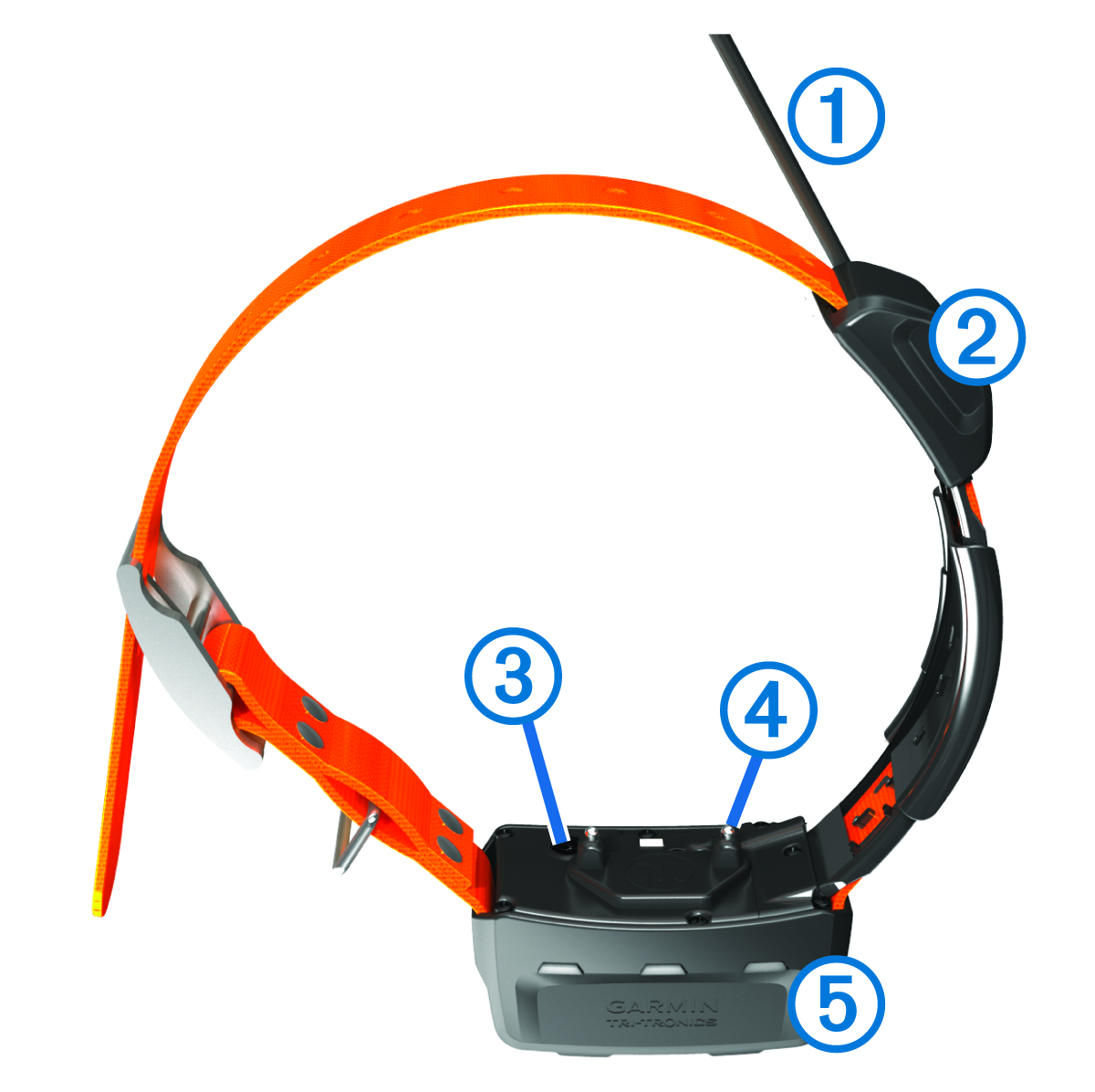 Dog device and collar with callouts